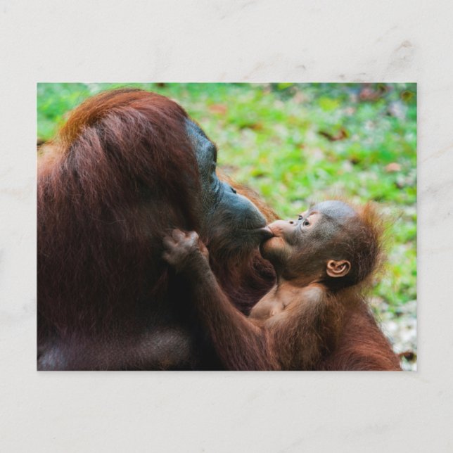 Orangutan mor och baby vykort (Framsida)