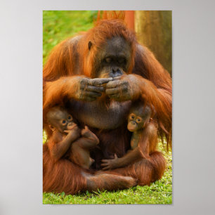 Orangutan Mor och Spädbarn Poster