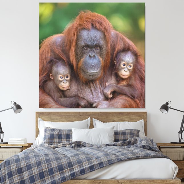 Orangutan Morsa bevakar över två Spädbarn Canvastryck (Insitu (sovrum))