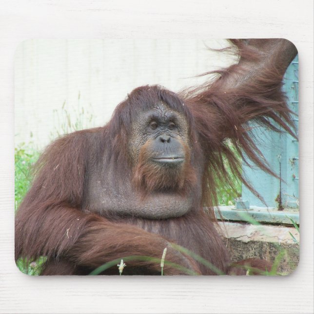 Orangutan Mousepad Musmatta (Framsidan)