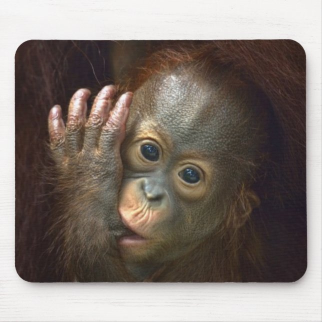 Orangutan Musmatta (Framsidan)