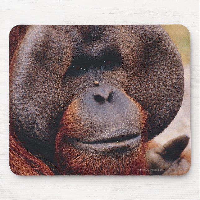 Orangutan Musmatta (Framsidan)