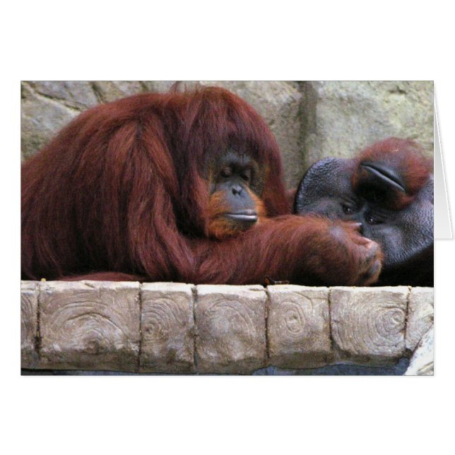Orangutan OBS Kort (Framsidan Horizontal)