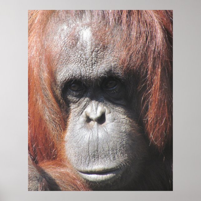 Orangutan Öga Poster (Framsidan)
