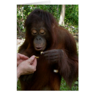 Orangutan Orphan Eats Peanuts i Jungle Hälsningskort
