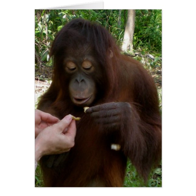 Orangutan Orphan Eats Peanuts i Jungle Hälsningskort (Framsidan)