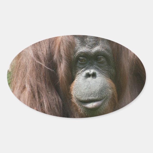 Orangutan Ovalt Klistermärke (Framsida)