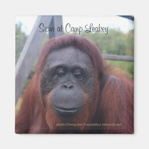Orangutan på lägret Leakey, Kalimantan Borneo Magnet