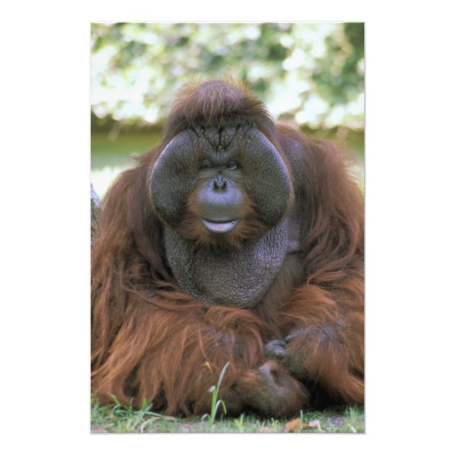 Orangutan Pongo Pygmaeus Fototryck (Framsidan)