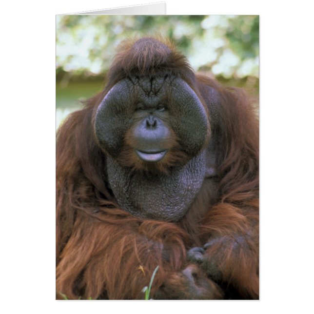 Orangutan Pongo Pygmaeus Hälsningskort (Framsidan)