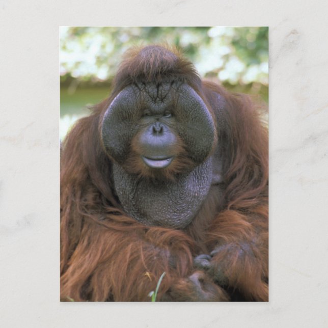 Orangutan Pongo Pygmaeus Vykort (Framsida)