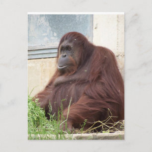 Orangutan Porträtt Vykort
