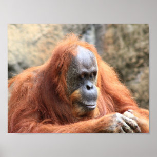 Orangutan poster