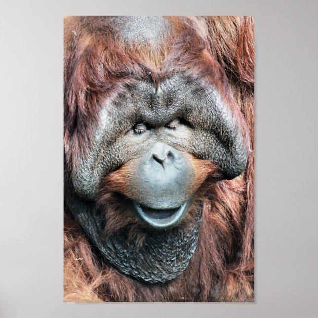 ORANGUTAN POSTER (Framsidan)