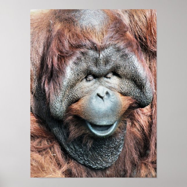 ORANGUTAN POSTER (Framsidan)