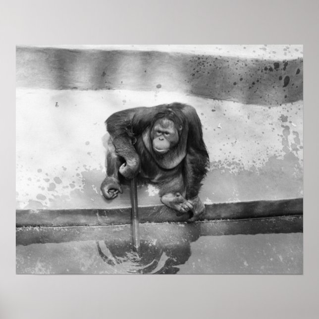 Orangutan Poster (Framsidan)