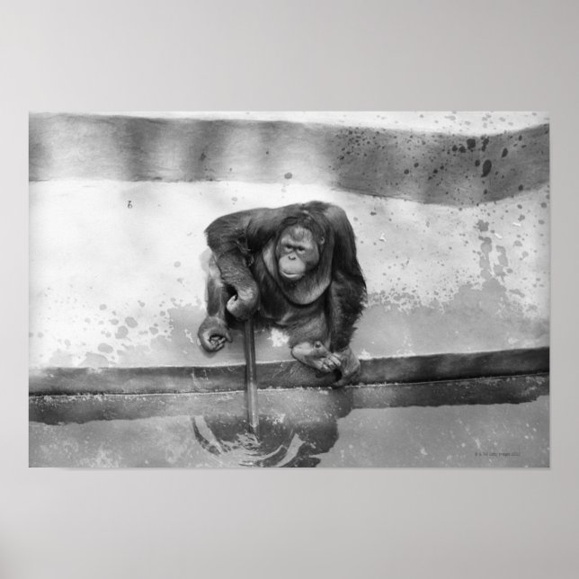 Orangutan Poster (Framsidan)