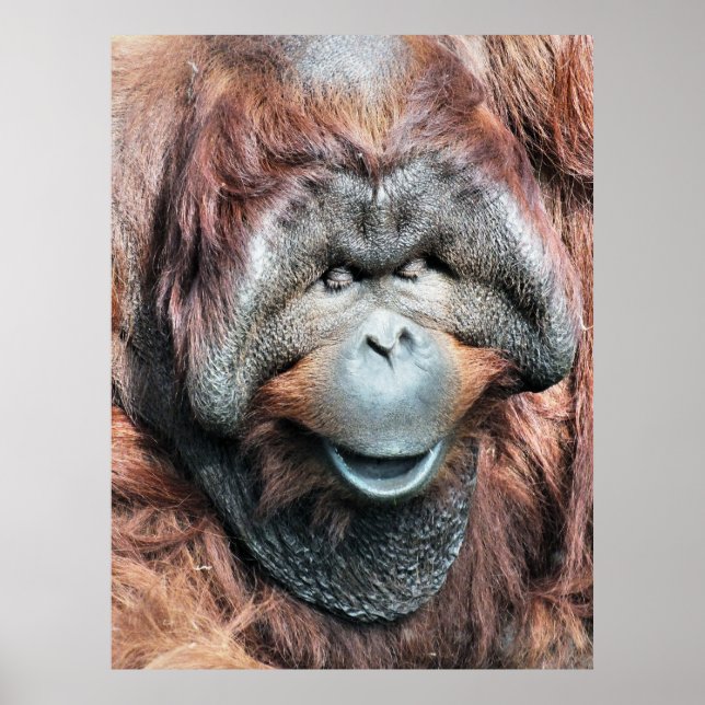 ORANGUTAN POSTER (Framsidan)