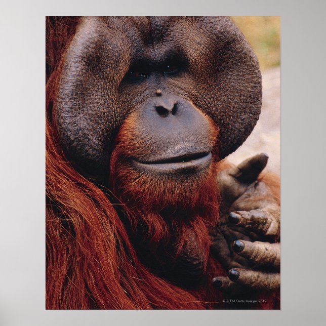 Orangutan Poster (Framsidan)