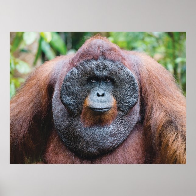 Orangutan poster (Framsidan)