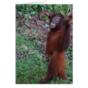 Orangutan Rainforest Hike Hälsningskort
