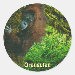 Orangutan Red Ape & Jungle Primate Stickers Runt Klistermärke