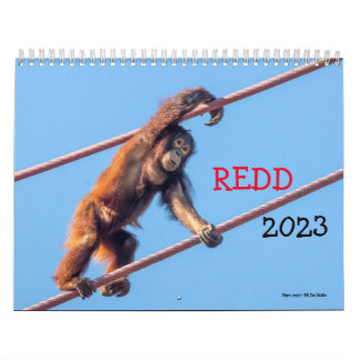 Orangutan Redd 2023-kalender Kalender