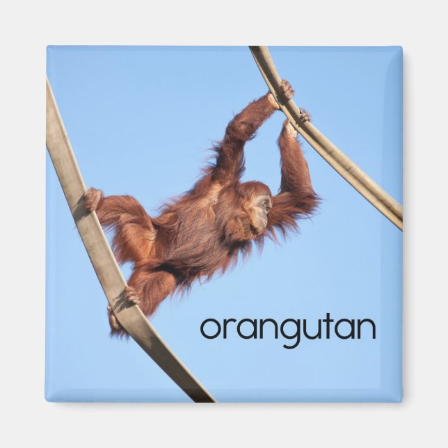 Orangutan Refrigerator Magnet (Framsidan)