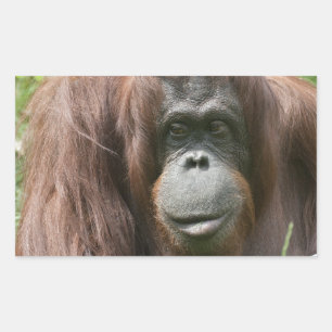 Orangutan Rektangulärt Klistermärke