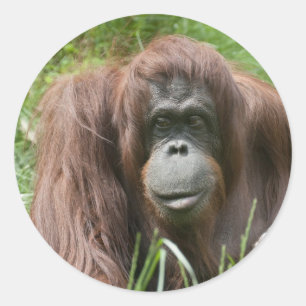 Orangutan Runt Klistermärke