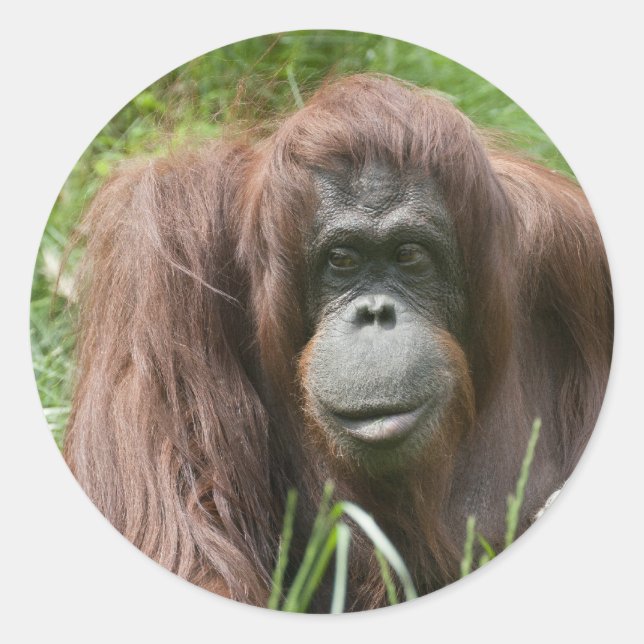 Orangutan Runt Klistermärke (Framsida)
