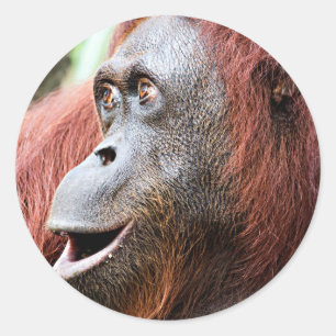 Orangutan Runt Klistermärke