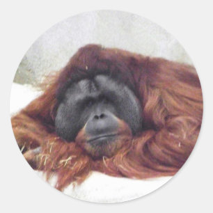 Orangutan Runt Klistermärke