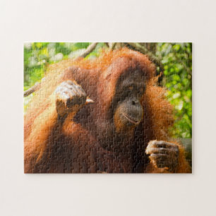 Orangutan Singapore Zoo . Pussel