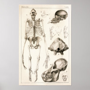 Orangutan Skeleton Skull Veterinary Anatomy Skriv  Poster