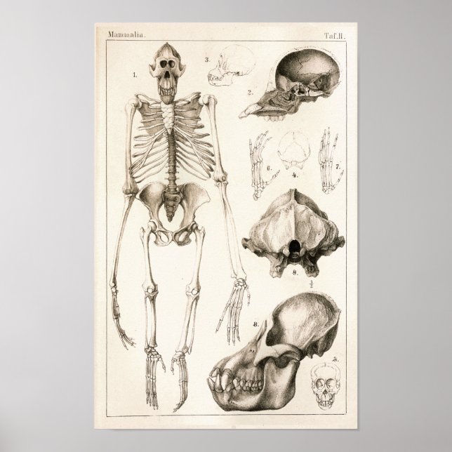 Orangutan Skeleton Skull Veterinary Anatomy Skriv  Poster (Framsidan)