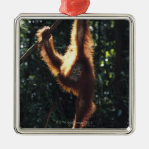 Orangutan som hänger på Liana 2 Julgransprydnad Metall