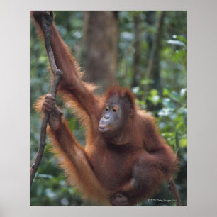 Orangutan som hänger på Liana Poster