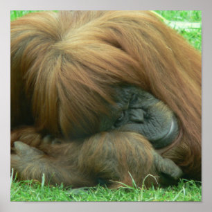 Orangutan som sovar trycket poster