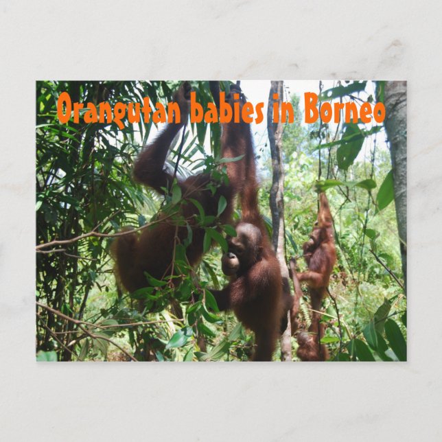 Orangutan spädbarn i Borneo Vykort (Framsida)