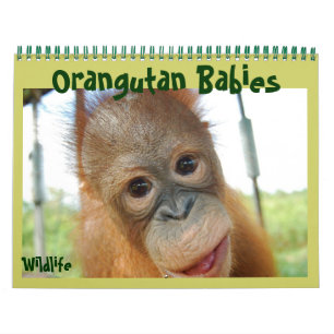 Orangutan Spädbarn Kalender