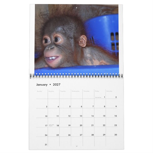 Orangutan Spädbarn Kalender (Jan 2027)