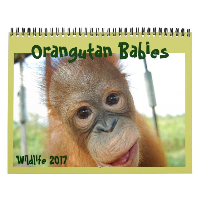 Orangutan Spädbarn Kalender (Omslag)