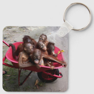 Orangutan Spädbarn Nyckelring