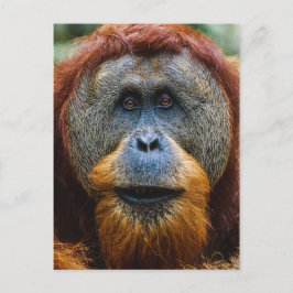 Orangutan - Sumatra, Indonesien Vykort