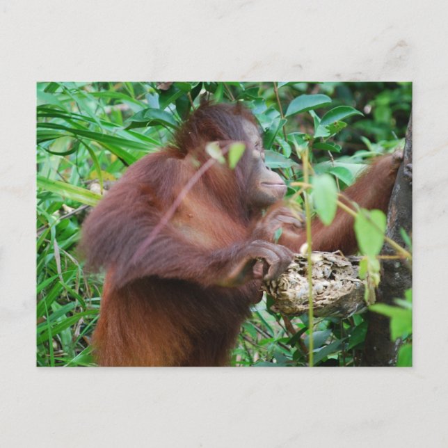 Orangutan Treasure Vykort (Framsida)