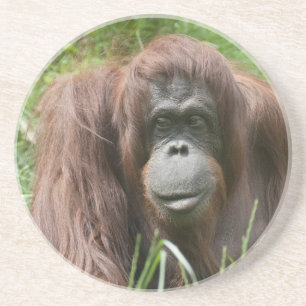 Orangutan Underlägg