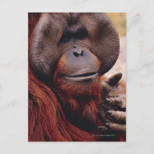 Orangutan Vykort