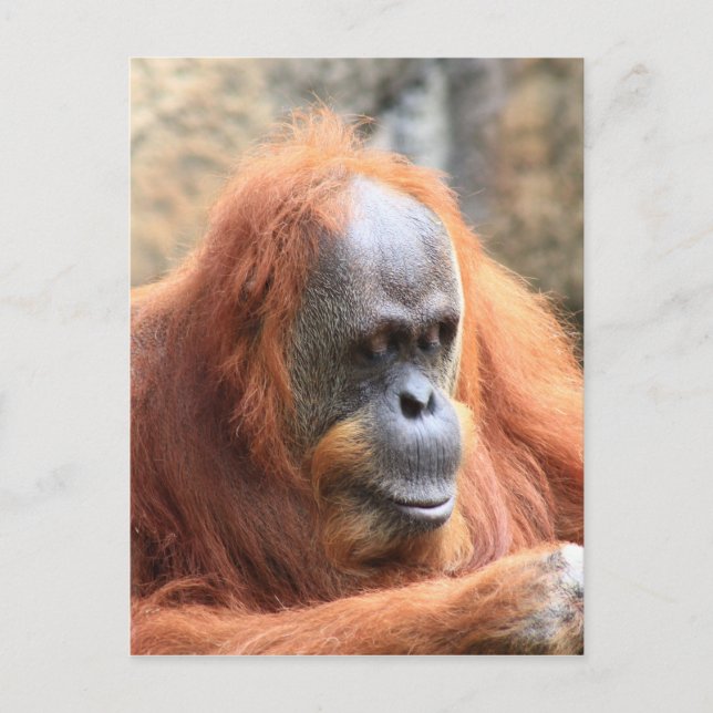 Orangutan Vykort (Framsida)