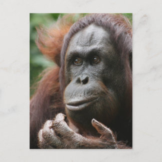 Orangutan Vykort